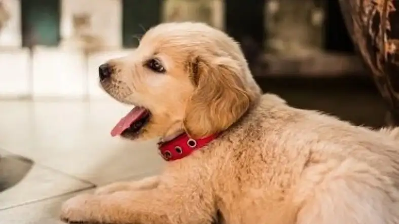 What Size Collar For Golden Retriever Puppy