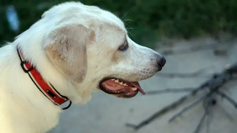 What Size Collar For Great Pyrenees Puppy