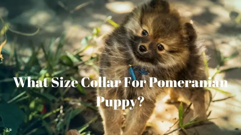 What Size Collar For Pomeranian Puppy