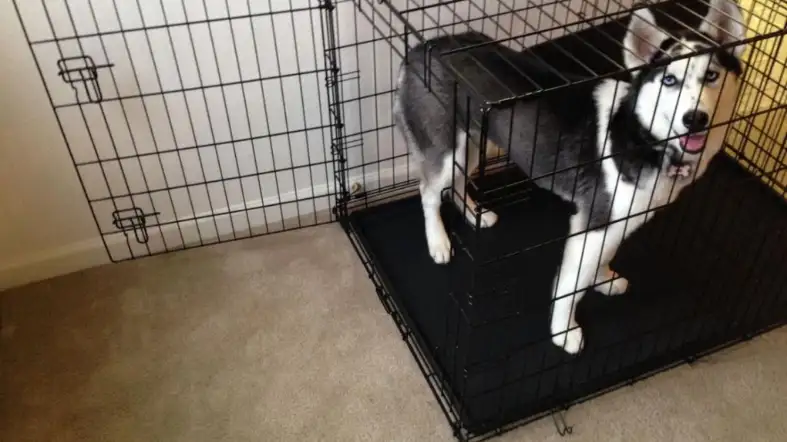 What Size Crate For A Husky