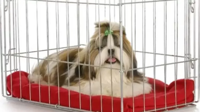 What Size Crate For A Shih Tzu? Find Out The Best One!
