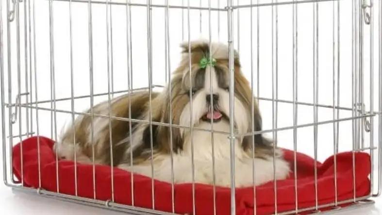 Shih shop tzu cage