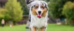 What Size Crate For Australian Shepherd