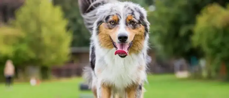 What Size Crate For Australian Shepherd