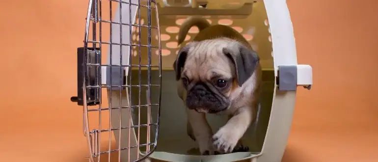 What Size Crate For French Bulldog In 2022? (Solved)