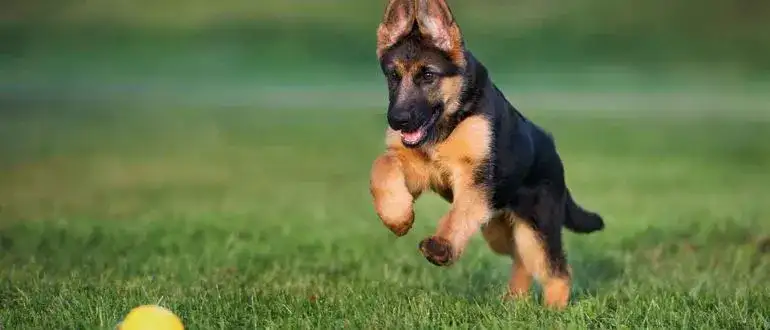 What Size Crate For German Shepherd