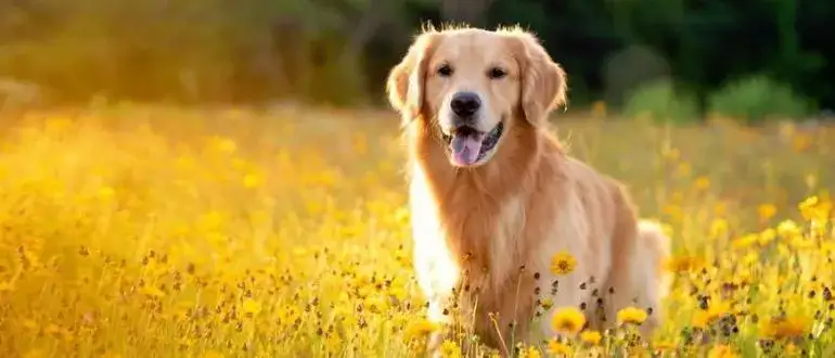 What Size Crate For Golden Retriever