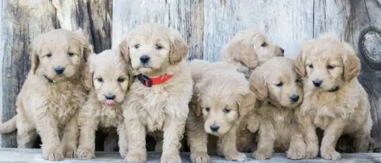 What Size Crate For Goldendoodle