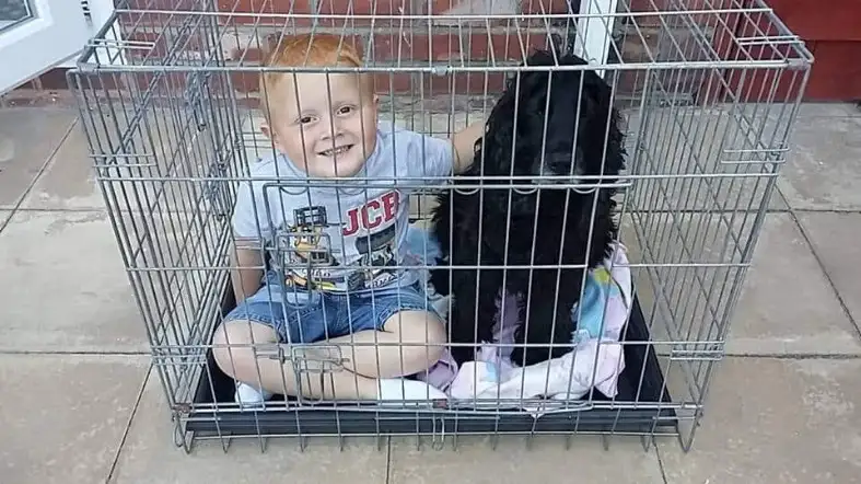 What Size Dog Crate For Cocker Spaniel