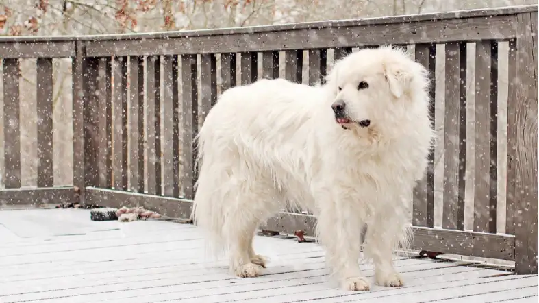 What Size Dog Crate For The Great Pyrenees