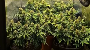 What Size Fan For 3x3 Grow Tent
