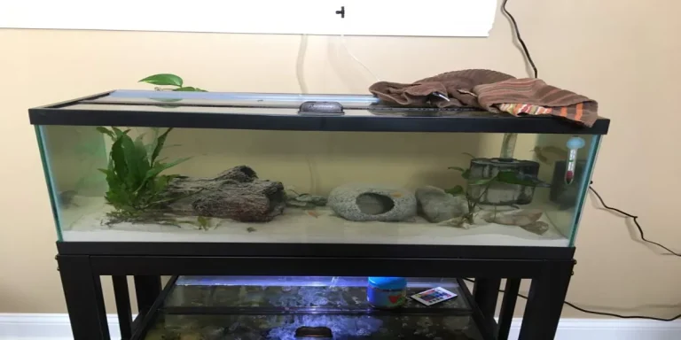 What Size Tank Do Axolotls Need?