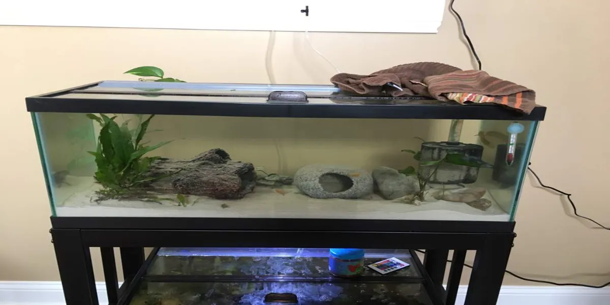 What Size Tank Do Axolotls Need