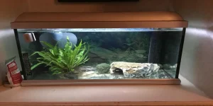What Size Tank Does An Axolotl Need