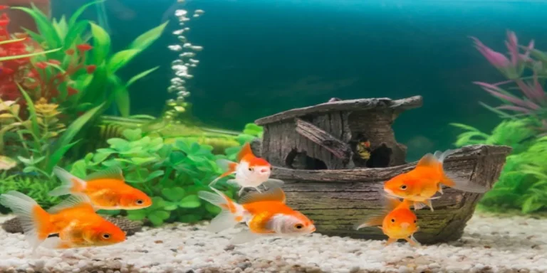 What Size Tank Does Goldfish Need?