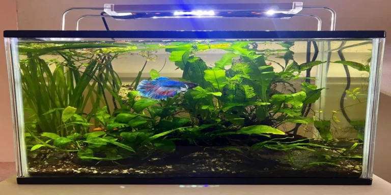 What Size Tank For A Betta?
