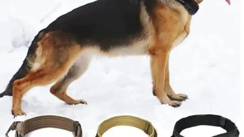 What Type Of Collar Material Is Needed For A German Shepherd Puppy