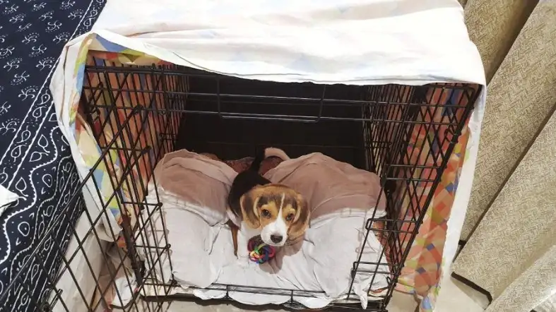 What size crate for a Beagle puppy
