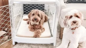 What size crate for a cockapoo