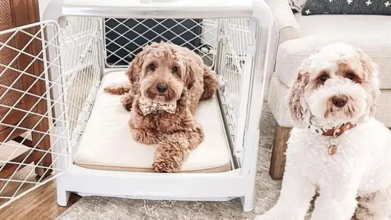 What size crate for a cockapoo