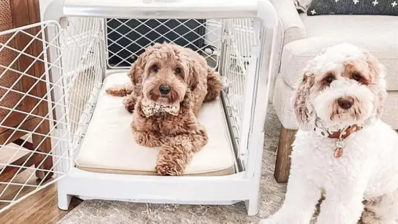 Cockapoo crate outlet