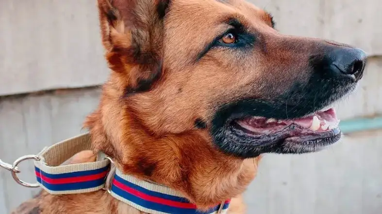 Which Collars Are Best For Your German Shepherd Puppy