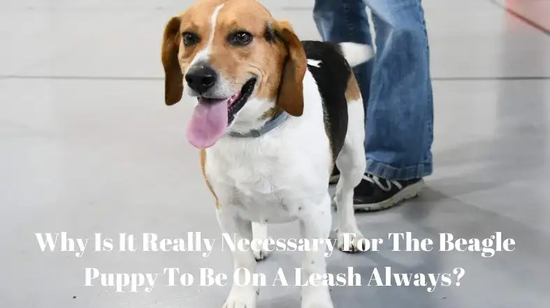 Why Is It Really Necessary For The Beagle Puppy To Be On A Leash Always