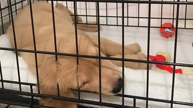 Why Should You Offer A Crate To The Golden Retriever