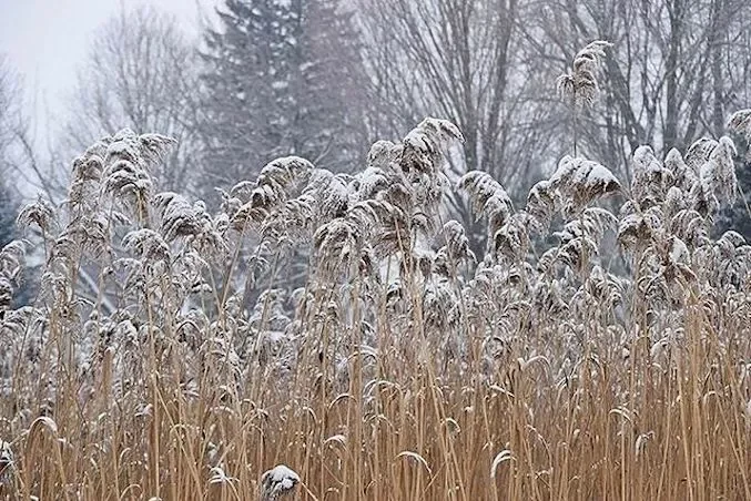 82 Stunning Front Yard Landscaping Ideas to Try This Spring 63 Winter Wonder