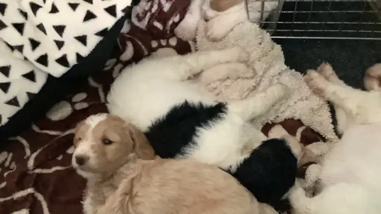 Wrong Time To Crate The Goldendoodle